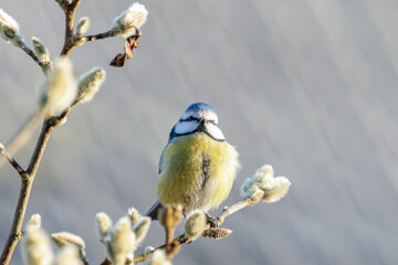 Blue tit, posing on a branch