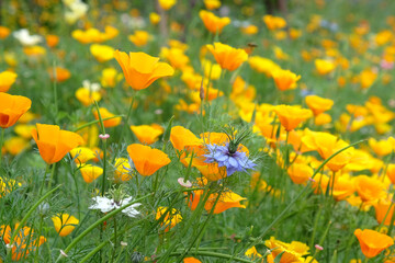 Bright California poppies in flower during the summer months