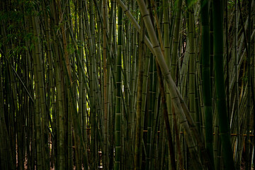 Fototapeta premium bamboo forest overgrown with bombuka. greenery is nature. the sky is visible through the crowns of bamboo
