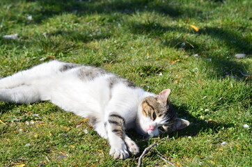 cat in the garden