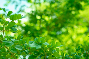 Fototapeta na wymiar green leaves background,blurred background of bokeh.