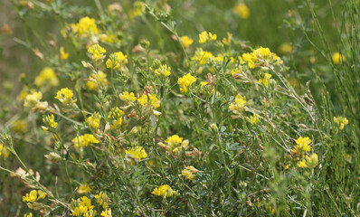 Wild meadow full of yellow medick or burclover.