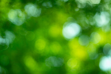  Green plant light bokeh blurred background.	