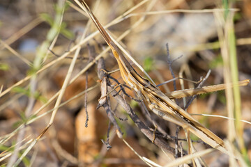 Acrida ungarica