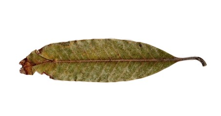 leaf isolated on white background	