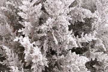Frosted branch of the thuja tree in the city park