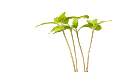 Seedlings of Asian vegetable on white background.