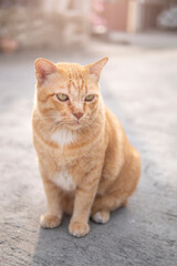 Ginger cats sitting on the street