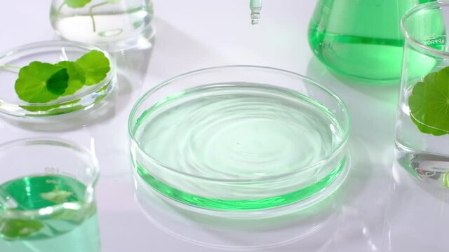 Clip slowmotion dropping water into petri dish with gotu kola extract in breaker , kola research in laboratory white background
