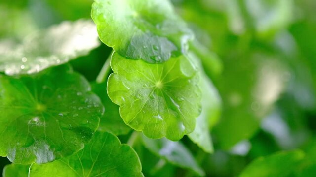 Slowmotion of water dropping into gotu kola , healthy green plant advertising closeup view