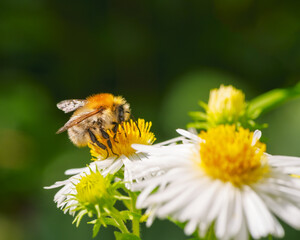 Common carder bee pollinating on an aster flower