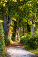 Fototapeta premium Autumn scenic with a shady alley