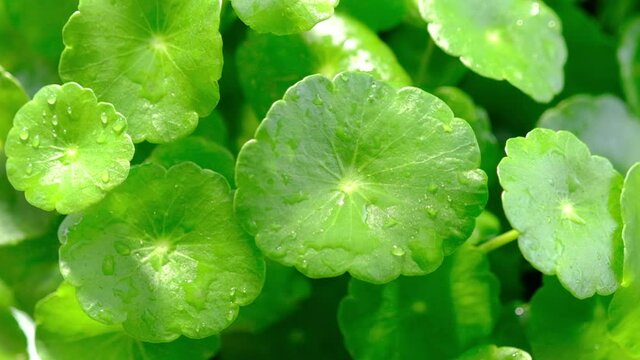 Slowmotion of water dropping into gotu kola , healthy green plant advertising closeup view