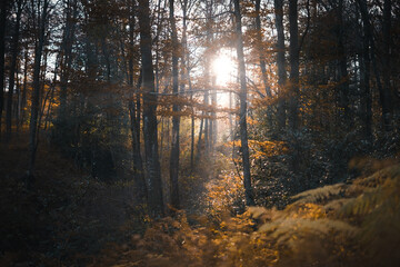 Autumn sunlight forest 