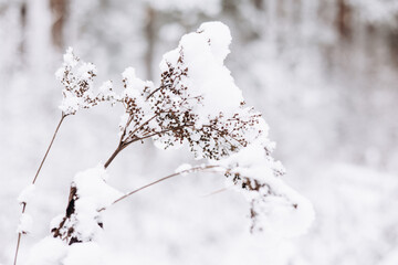 Dry grass with snow in winter. Natural white background. Dry white snowy reed. Pastel neutral colors. Copy space