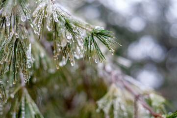 snow covered pine needles