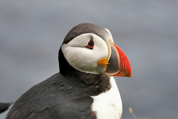 Puffins are waterfowl of the alcove family. Sea parrot.