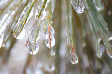 Ice drops on pine 