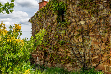 maison ancienne avec sa façade recouverte de vigne vierge en automne dans un petit village du puy de dome
