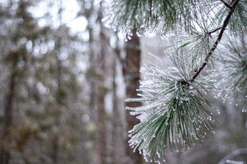 ice covered pine needles
