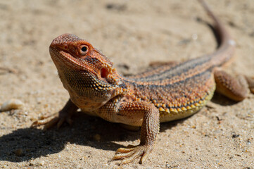 bearded dragon on ground with blur background