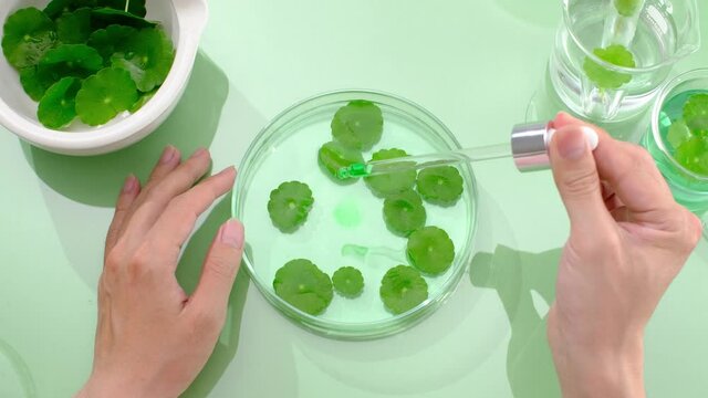 Motion of dropping water into gotu kola in petri dish breaker and mortar and pestle , gotu kola research in laboratory
