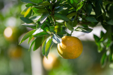 one ripe orange hanging on a tree, orange fruit