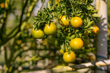 orange fruit hanging from a bunch of trees, orange fruit