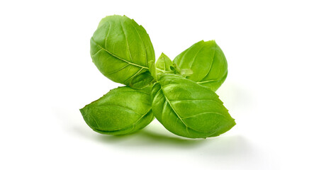 Organic Basil leaves, isolated on white background.