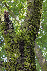A green moss on a tree trunk.