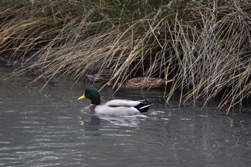 A beautiful duck in the river