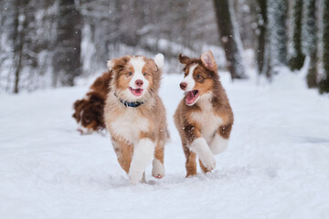 Aussie puppies run in snow and smile. Shepherd kennel on walk. Two brothers of Australian Shepherd puppy red Merle and tricolor are having fun in winter park.