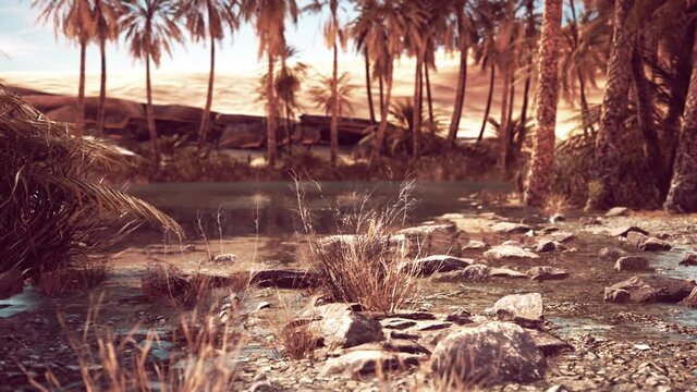 pond and palm trees in desert oasis