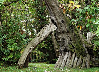 Italy, Sicily Island: Chestnut of the Hundred Horses.