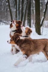 Puppy aussie red Merle and his mother dog tricolor sit side by side in snow in winter park. Second brown puppy passes by in front of them. Charming Australian Shepherds on walk adult and child.