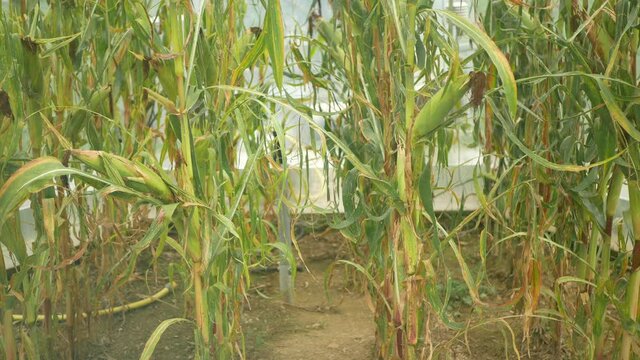 Greenhouse science research open top chambers climate change, corn maize Zea mays ear, scientific on genetics and genes, modern greenhouses observation, scientist harvests, technology technical