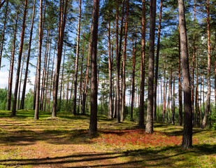 Pine forest