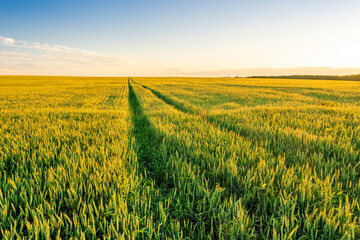 A country road in a wheaten shiny field duting sunset or sunrise with golden wheat and sun rays, beautiful sky and path, rows leading far away, valley landscape