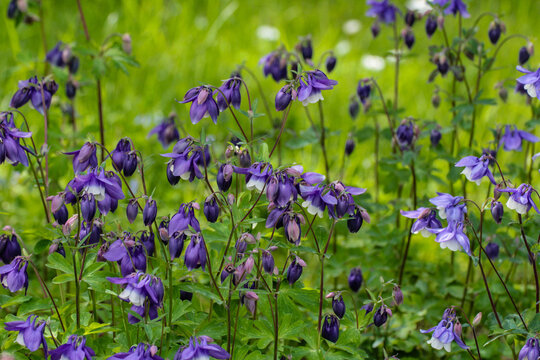 Flowering purple columbines in the garden