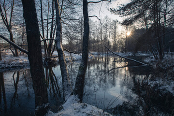 morning in the forest