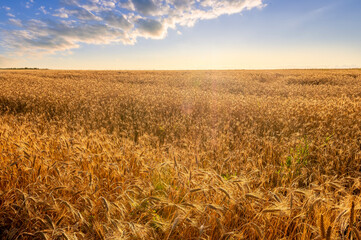 Fototapeta premium Amazing view at beautiful summer golden wheaten field with beautiful sunny sky on background, rows leading far away, valley landscape