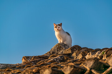 Adult Cat Over Roof, Galaxidi, Greece