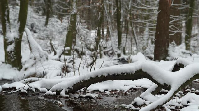 Th&uuml;ringer Wald: Pfanntalsteich bei Oberhof im Winter