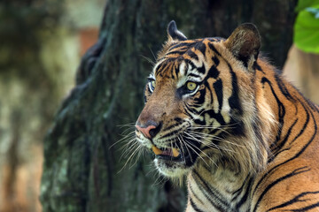 Close up photo of a Sumatran tiger