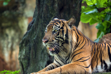 Fototapeta na wymiar Close up photo of a Sumatran tiger