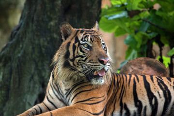 Close up photo of a Sumatran tiger