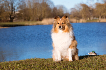 Stunning nice fluffy sable white shetland sheepdog, sheltie early spring outside portrait on the...