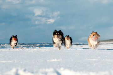 Fluffy sable and white  shetland sheepdog running wild on the seaside on sunny summer day. Cute...