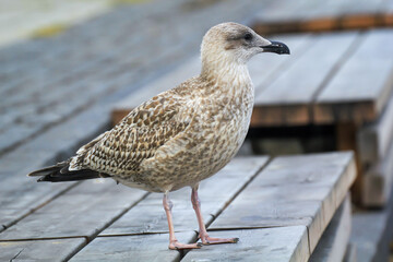 Portrait einer Mantelmöwe, Möwe an der Ostsee.