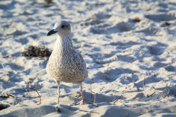 Portrait einer Mantelmöwe, Möwe an der Ostsee.